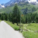 weg von der Alpstrasse und rein in den Lärchenwald