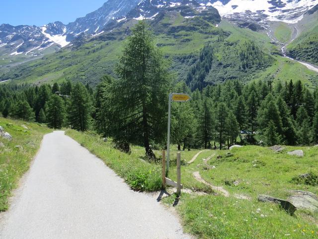 weg von der Alpstrasse und rein in den Lärchenwald