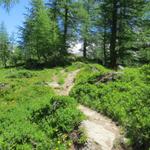 ein sehr schöner Wanderweg führt uns weiter Richtung Guggisee