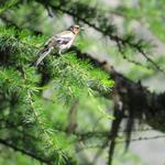 ein richtiges Vogelkonzert begleitet uns während diesem Aufenthalt draussen beim Hotel Fafleralp