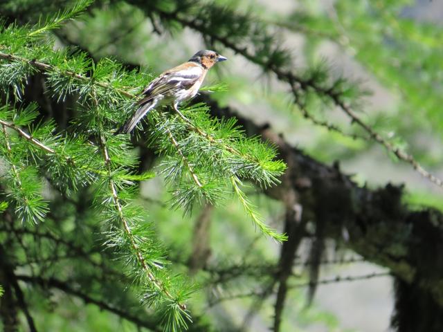 ein richtiges Vogelkonzert begleitet uns während diesem Aufenthalt draussen beim Hotel Fafleralp