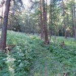 sofort nach den Alpweiden der Birchmatte, tauchen wir in einem dichten Wald hinein