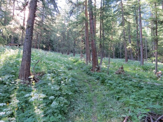 sofort nach den Alpweiden der Birchmatte, tauchen wir in einem dichten Wald hinein