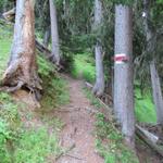 der Bergpfad führt steil hinauf durch den Nästwald