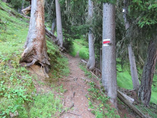 der Bergpfad führt steil hinauf durch den Nästwald