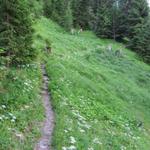 zwischendurch durchqueren wir kleine Waldlichtungen, die die Sicht freigeben in das Lötschental