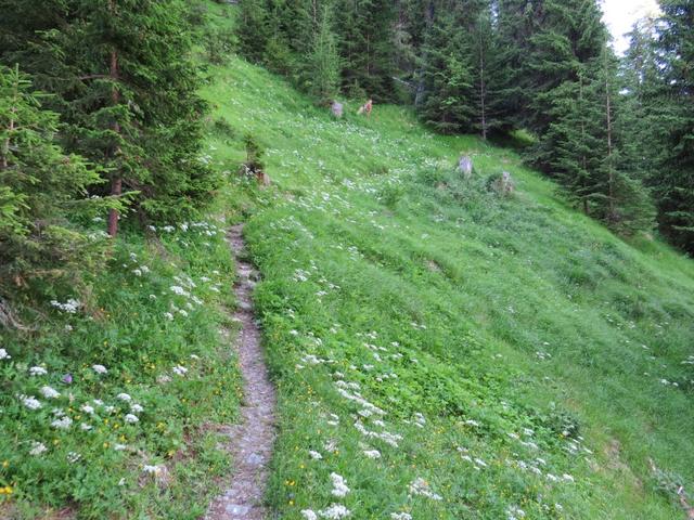 zwischendurch durchqueren wir kleine Waldlichtungen, die die Sicht freigeben in das Lötschental