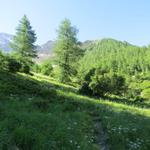 wir erreichen die Baumgrenze und zugleich die Sonne