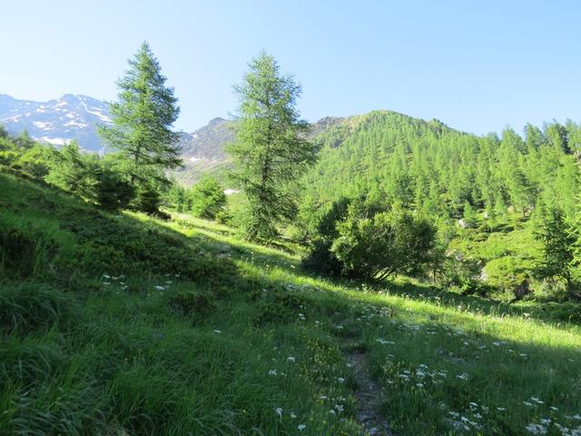 wir erreichen die Baumgrenze und zugleich die Sonne