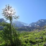 Blick hinauf zum Nestgletscher und das Bietschhorn