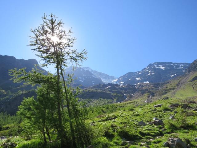 Blick hinauf zum Nestgletscher und das Bietschhorn