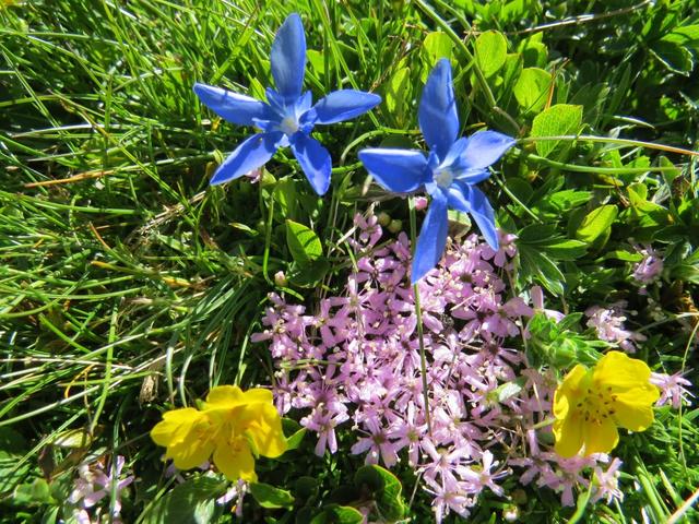 die Natur ist einfach unschlagbar. Inmitten dieser Steinwüste entdeckt man immer wieder Blumen
