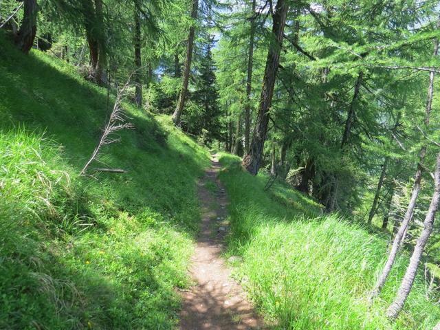 über ein gut angelegter Waldweg führt der Weg nun nicht zu steil abwärts