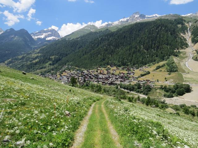 wir treten aus dem Wald, und schauen bei Punkt 1445 m.ü.M. direkt nach Wiler