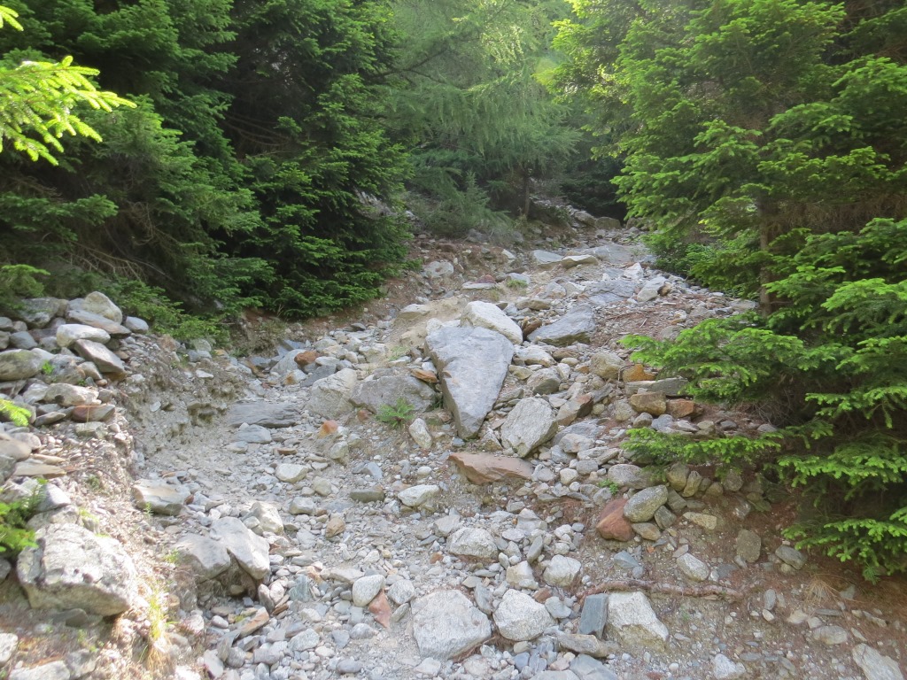 ein ruppiger Weg führt nun durch einen Wald hindurch