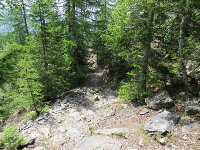 der Wanderweg führt durch einen schönen Lärchenwald