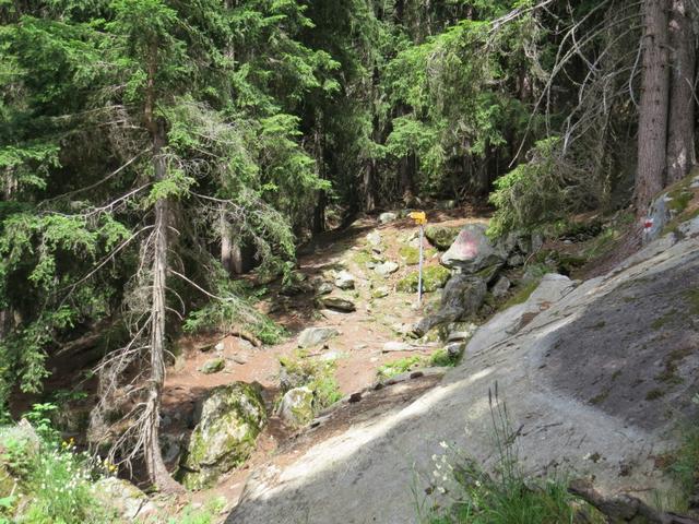 mitten im Wald die nächste Weggabelung hier biegen wir links ab und laufen zu Punkt 1293 m.ü.M.