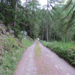 über grosse Kehren führt uns eine Waldstrasse durch den Wald