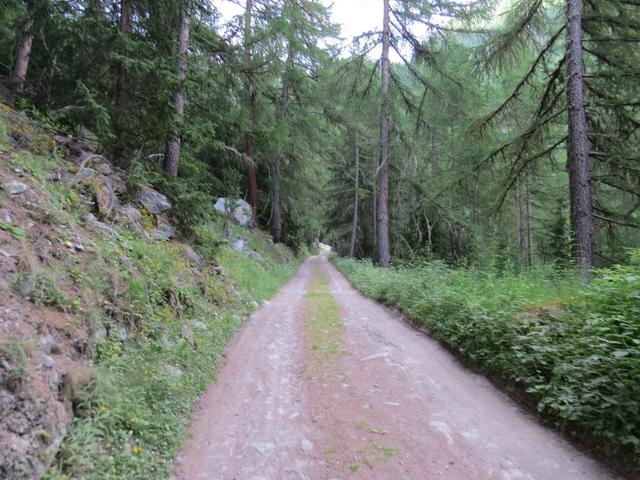 über grosse Kehren führt uns eine Waldstrasse durch den Wald