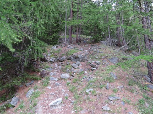 der Waldweg wird nun steiler