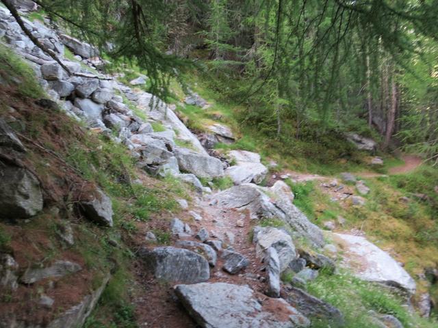 der Weg führt uns nun durch einen schönen Lärchenwald