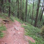 der Waldweg führt uns weiter steil abwärts Richtung Schalbettu