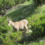 eine Steingeiss (weiblicher Steinbock) überquert den Wanderweg