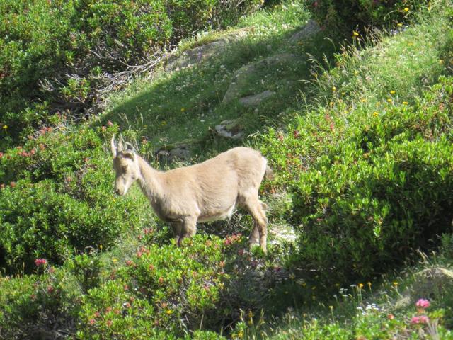 eine Steingeiss (weiblicher Steinbock) überquert den Wanderweg