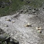 eine Herde Schwarznasenschafe kühlen sich in einem Altschneefeld ab