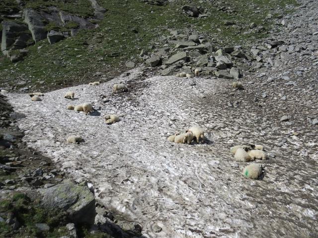 eine Herde Schwarznasenschafe kühlen sich in einem Altschneefeld ab