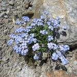 immer wieder erstaunlich, in so einer Steinwüste Blumen anzutreffen