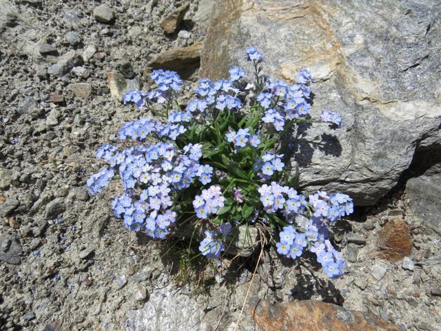 immer wieder erstaunlich, in so einer Steinwüste Blumen anzutreffen