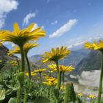 schöne Blumen am Wegesrand