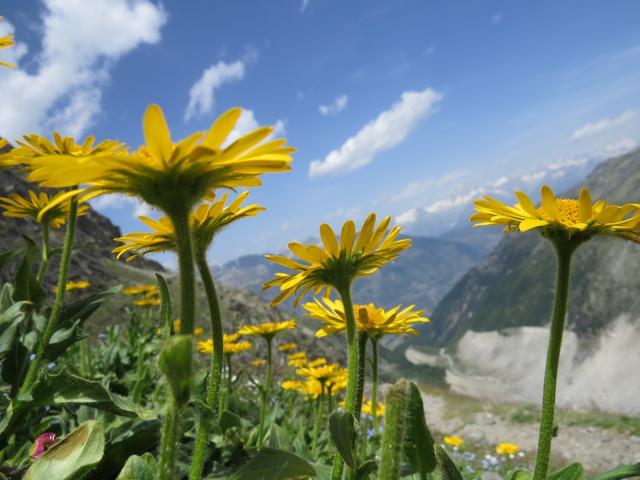 schöne Blumen am Wegesrand