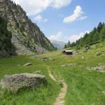wir durchqueren die Alpweiden von Alpja 2099 m.ü.M.
