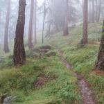 obwohl der Wetterdienst strahlenden Sonnenschein prognostiziert hatte, umhüllt uns aber immer noch dichter Nebel