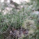 ein schönes Spinnennetz