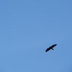 über uns kreist ein Steinadler