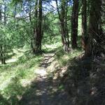 der einfache Wanderweg führt durch schöne Lärchenwälder