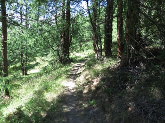 der einfache Wanderweg führt durch schöne Lärchenwälder