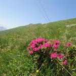 Alpenrosen gehören einfach beim Wandern im Frühsommer dazu