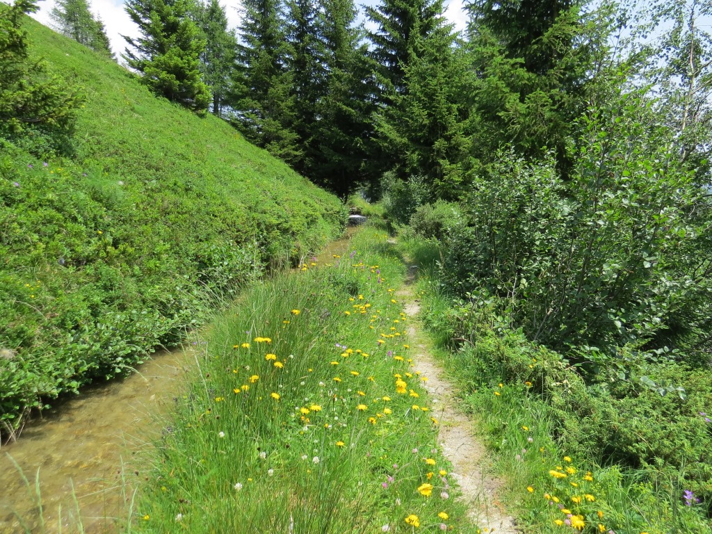 an der Suone entlang entfaltet sich eine unglaublich schöne und reichhaltige Blumenpracht