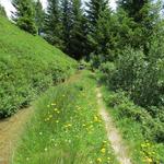 an der Suone entlang entfaltet sich eine unglaublich schöne und reichhaltige Blumenpracht