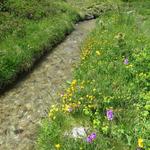 klares Wasser, Blumen soweit das Auge reicht, Natur pur