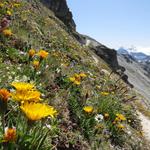 ein Blumenmeer am Wegesrand und das auf dieser Höhe