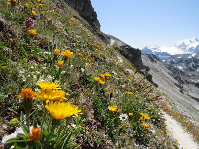 ein Blumenmeer am Wegesrand und das auf dieser Höhe