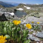 beim kleinen namenlosen Bergsee 2649 m.ü.M.