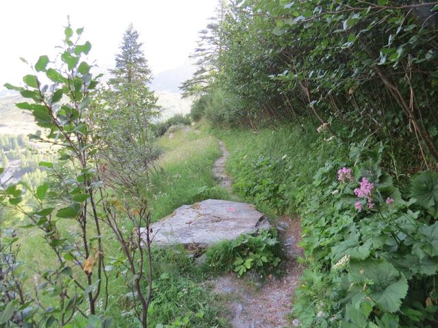 der Bergpfad führt durch dichtes Gebüsch