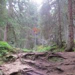 tief im Wald eine Wegkreuzung