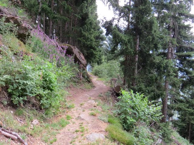 der Weg ist nun nicht mehr ausgesetzt und verläuft durch einen Wald